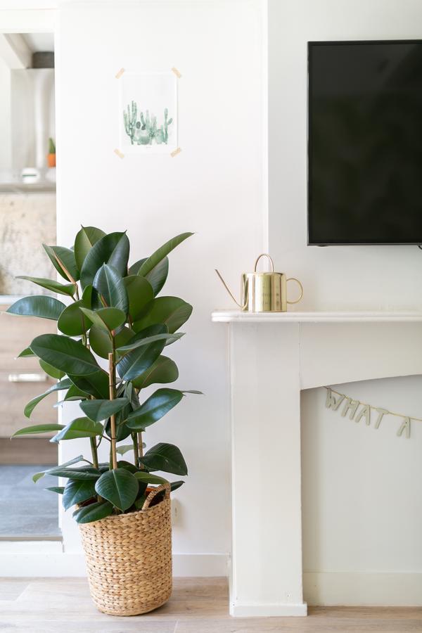 Fruit Of The - R.q.c. Apartment Den Haag